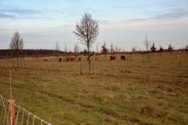 Auf einer unserer Weiden stehen junge Obstbäume unter denen die Kühe herlaufen